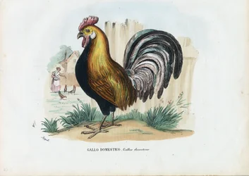 Hane, 1863-79